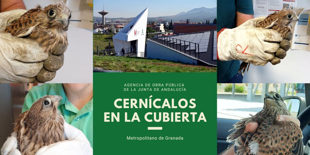 Cernícalos en la Cubierta Vegetal de Metro de Granada. Cernícalos en la Cubierta Vegetal de Metro de Granada.