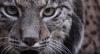 Primer plano de la cara de un lince que mira a la cámara